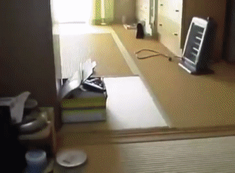 Попка дурак?