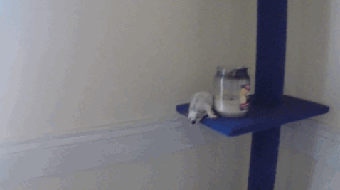 -белки-летяги-живность-1044779