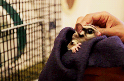 tumblr_mb1behALAC1rgr4l6o5_r1_250