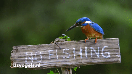 Рыбалка запрешена
