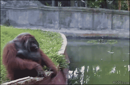 Orangutan-smooth-catch-reflexes
