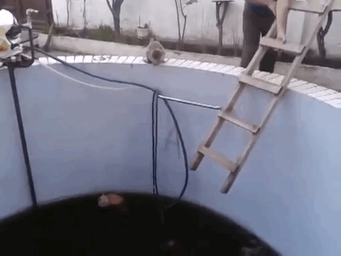 cats_assholes_yapfiles_ru - копия