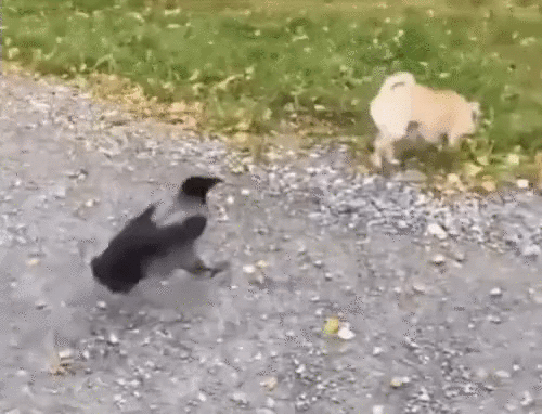 01b17d11fa0321a5a990ca69397b6de4e1e94dfc5720e0f7fae272d1cece1720_1