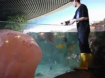 голодный скат