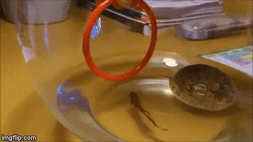 петушок прыгунок