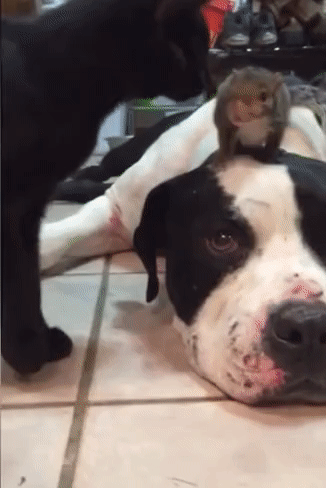 -собака-белка-кот-3864724