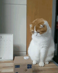 -кот-живность-3862106 (1)