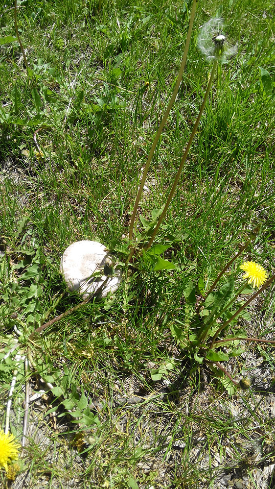 майский шампиньон