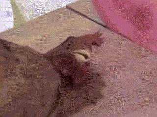 Жопа петуха