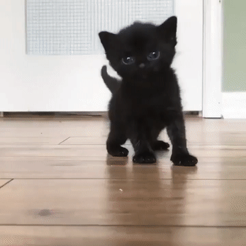 Черная пантера