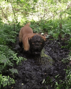 Лечебные грязи