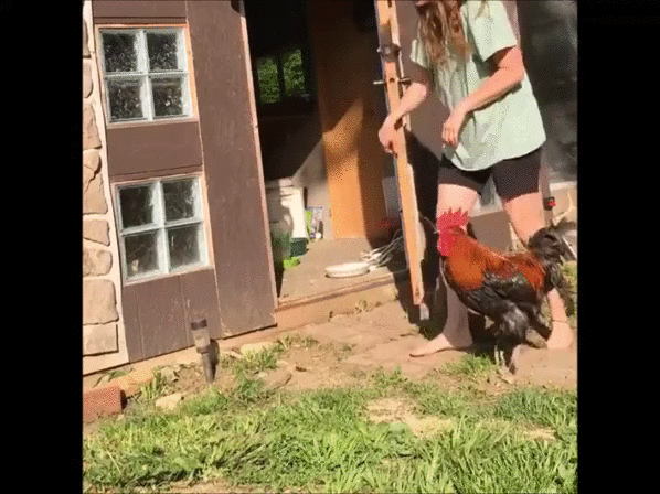 Готов уже топтать