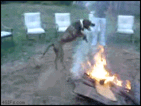 firedog