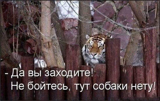 Добрый Тигр
