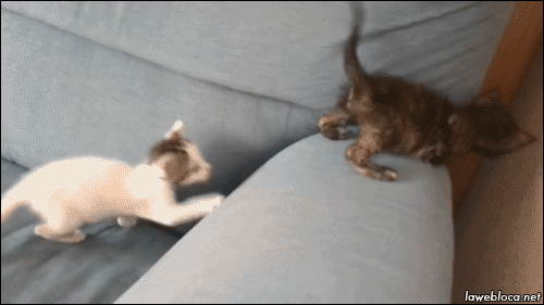 gifs_10