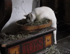 funny-cats-catnip-123-59424524542f2__605