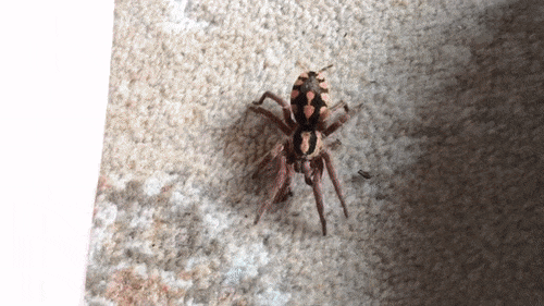 -паукан-ну-нахер-3905479