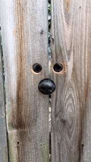 tumblr_oqnn2hmkMq1qzhjh2o1_250