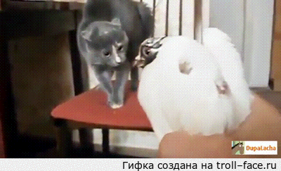 1375266005_180405555