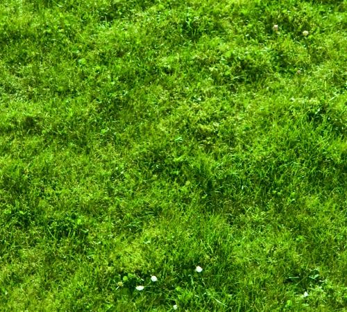 grass1