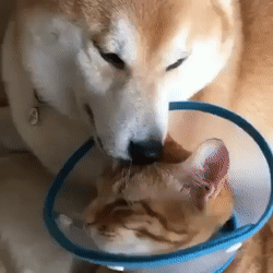 Выздоравливай давай