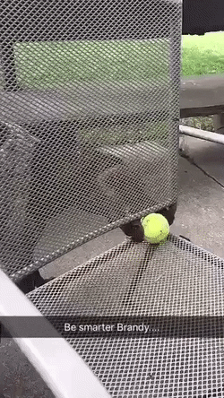 FailingLankyIslandwhistler-size_restricted