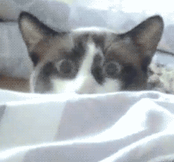 Кот шпионит