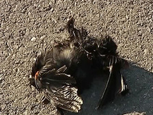 гибель птиц