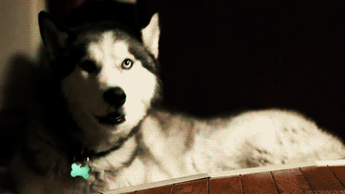 Husky-GIF-Image-for-Whatsapp-and-Facebook-20