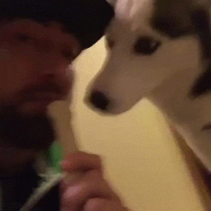 -кость-гифка-хаски-3953148