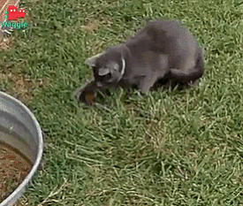 -котэ-бурундук-гифки-3895183