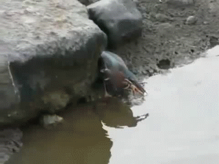 птица кваква