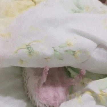 пришел домой пьяненький и чтобы не спалиться сразу ле