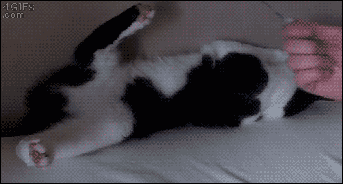 Bed-swallows-cat