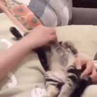 https__vk_com_gif_fak