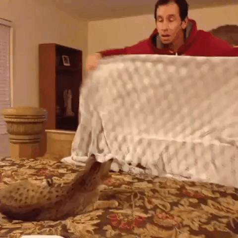 Фокус-покус