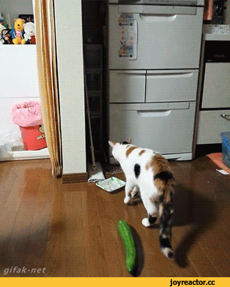 кот и огурец