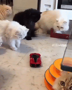 Любопытство и страх