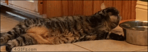 Lazycatpawwater_yapfiles.ru