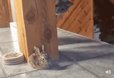 кот и кролик