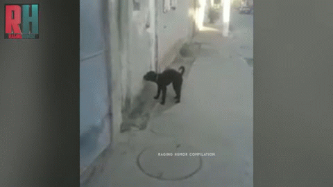 Собакен онанист