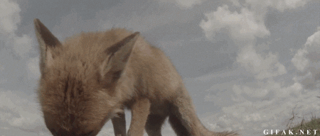 Крадет камеру