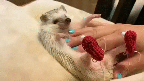 ёжик в носочках