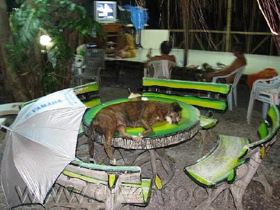 собака на столе