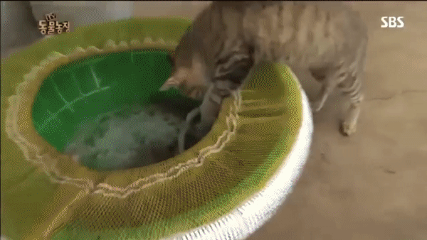 ezgif.com-video-to-gif