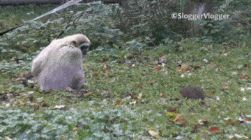 давай досвиданя