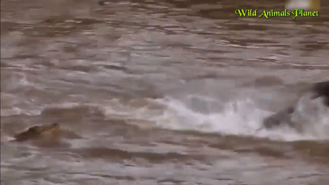 гну-падонак