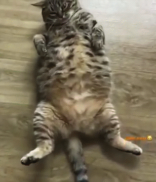 Кот терзает игрушку