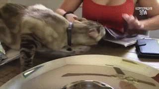 Кот клеится к девушке