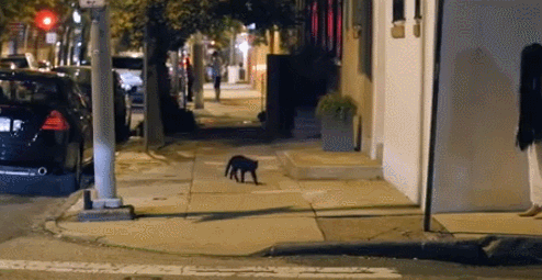 -кот-Звонок-(фильм)-фильмы-2377652